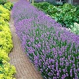 Bloomique - 6er Set - Lavandula Angustifolia - Lavendel Pflanze Winterhart - Duftlavendel -...