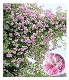 BALDUR Garten Rambler-Rosen 'Paul's Himalayan Musk Rambler', 1 Pflanze, Kletterrose, Schlingrose,...
