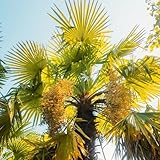 winterharte palmensamen, balkon bio garden für pralle sonne alte sorten 30pcs