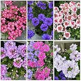 300 Pcs Verbena Hybrida Samen - Blumen Balkon, Garten Geschenke Für Frauen Wiesensaatgut, Garten...