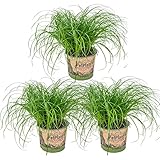 3x Cyperus 'Zumula' - Katzengras - Zimmerpflanze - Haustierfreundlich – ⌀12 cm - 20-25 cm