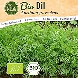 Little Plants BIO Dill Samen 500 Dill Kräutersamen für Kräutergarten Hochbeet Samenfest Kräuter...