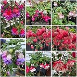 300 pcs fuchsien pflanzen winterhart samen - stauden, samen winterhart (Fuchsia hybrida) pflanzen...