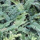 6x Schildfarn - Polystichum neolobatum 'Shiny Holly Fern' - Topf 9x9cm