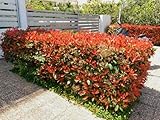 15st. Photinia 'Red Robin' 150-175 cm | immergrün, winterhart, schnellwachsend | roter Austrieb |...