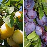 Duo Pflaume: Hauszwetsche & Mirabelle von Nancy auf einem Stamm im 10 L Topf Unterlage St. Julien A