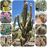 exotische kakteen kaktus, hochbeet seltene exotische winterhart kräuterpflanzen 150samen