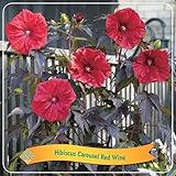 XXL Hibiscus moscheutos Carousel Red Wine – Riesenhibiskus Staudenhibiskus winterhart, rote XXL...