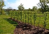 5st. Hainbuche 120-150cm Heckenpflanzen Carpinus betulus Hecke Weißbuche Gartenhecke Hainbuchen...