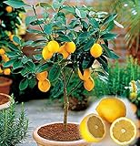 10PCS / BAG Eßbares Obst Meyer Zitrone Samen, exotische Citrus Bonsai Lemon Tree Frische Samen