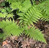 Wald Frauenfarn - großer Topf - Athyrium filix femina