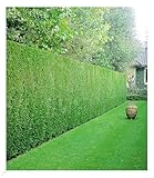 BALDUR Garten Leyland-Zypressen-Hecke, 10 Pflanzen Cupressocyparis leylandii winterhart und...