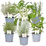 6x Bio Gartenkräuter Mix - Gartenpflanzen Mix - Küchenkräuter – ⌀9 cm - 10-15 cm