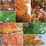 baumsamen - balkon garten baumsamen bonsai pflanztopf kübelpflanzen zimmerpflanzen topfpflanzen...