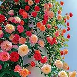 1000 gemischte Kletterrosensamen, winterhart, robust & duftend–Rosen in verschiedenen Farben...