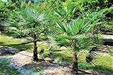 Trachycarpus Fortunei Hybrid Hanfpalme bis 130 cm Höhe aus Deutscher Freilandzucht. Frosthart bis -...
