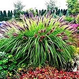 Pennisetum alopecuroides ' Black Beauty ' Frosthartes Schwarzes Lampenputzergras (Ziergras Gräser...