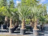 Trachycarpus Fortunei Chinesische Fächerpalme, 140-160 cm, Stammhöhe 30-35 cm, Winterhart bis...