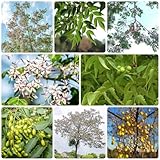 10 Pcs Neem Samen - Niembaum - Neembaum Samen, Immergrüne Pflanzen Winterhart Neem Baum Samen -...