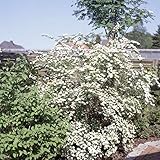 Prachtspiere Spiraea vanhouttei Blütenhecke in reinweiß winterhart mehrjährig Heckenpflanze...