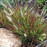 3 x Pennisetum alopecuroides ‚Burgundy Bunny' 1 Liter (Ziergras/Gräser/Stauden/Winterhart)...