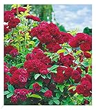 BALDUR Garten Rambler-Rosen 'Chevy Chase', 1 Pflanze, Kletterrose winterhart mehrjährige...