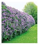 BALDUR Garten Flieder-Hecke, 1 Pflanze, Edelflieder Fliedertraum Blüten-Hecke, Sichtschutz, Syringa...