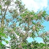 neem baum samen - Azadirachta indica - Niembaum - baumsamen - plants deko pflanze bonsai topf...