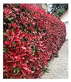 BALDUR Garten immergrün Photinia-Hecke 'Red Robin', 10 Pflanze Glanzmispel winterhart, blühend,...