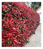 BALDUR Garten immergrün Photinia-Hecke 'Red Robin', 10 Pflanze Glanzmispel winterhart, blühend,...