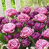 Tulpenzwiebeln Purple Explosion (20 Zwiebeln) exklusive Tulpen aus Holland, winterhart und...