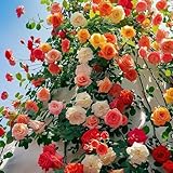 Kletterrose Mischung 200 Stück Samen Bunte, Blumen pflegeleichte Kletterrosen für Garten, Zaun,...