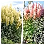 Stauden Gänge 2 x Cortaderia selloana im 1 Liter Topf...