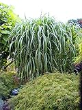 4 x Riesen-Chinaschilf, winterhart, Miscanthus Giganteus, Elefantengras, im Topf