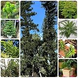 araucaria balkonpflanzen bio zimmerpflanzen minigarten 120samen