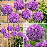 5 Stück dunkel lila Allium Zwiebeln blühende Zwiebel mehrjährige Indoor Outdoor Schöne...