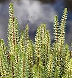 WASSERPFLANZEN WOLFF - fertig im PFLANZKORB - Hippuris vulgaris - Tannenwedel - Teichpflanze -...
