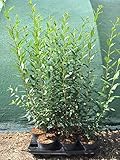 Ligustrum Liguster Heckenpflanze 2-3L Topf gewachsen 60-100cm