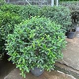 Pfefferbaum, kübelpflanzen Zanthoxylum piperitum, schnell wachsende sträucher hochbeet winterharte...