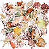 Muscheln Gemischt 9 Arten Ozean Muscheln und 2 Arten Seesterne 3-9 cm Perfekt für Vase...