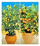 BALDUR Garten Zitronen- & Orangenbaum,2 Pflanzen Citrus Calamondin Citrus Limon, essbare Früchte,...