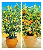 BALDUR Garten Zitronen- & Orangenbaum,2 Pflanzen Citrus Calamondin Citrus limon, essbare Früchte,...