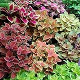 buntnessel exotische winterhart, grünpflanzen buntnessel seltene, wohnzimmer deko balkon, deko...