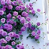 100PCS Kletterrose Samen Blumen für Balkon, Garten, Wand und Fenster | Einfach zu pflanzen &...