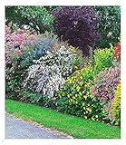 BALDUR Garten Sommer-Hecken-Kollektion, 5 Pflanzen, Blütenhecke Blühhecke, Caryopteris, Hypericum,...