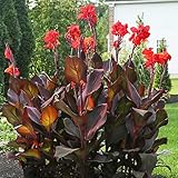 Canna Lily Zwiebeln Cannas Blumenzwiebeln Rot Frisch Winterfeste Pflanzen FüR Balkon Knollen...