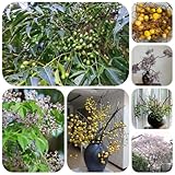 neem samen - neembaum - winterharte pflanzen für den garten niembaum zimmerpflanzen echt samen...