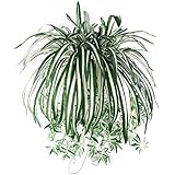 Huhuswwbin Künstliche Pflanzen, 1 Stück, Chlorophytum Comosum, Kunstpflanze, Grünpflanze,...