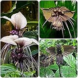 fledermausblume pflanze,Tacca chantrieri samen,Seltene Pflanzen serie,geschenke für garten...