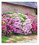 BALDUR Garten Freiland-Hortensien-Hecke 'Pink-rosé',3 Pflanzen, Rosa Bauernhortensie, Hydrangea...